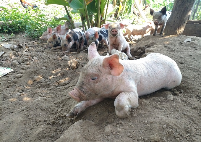 カンボジア ロカブッス村で ロカ豚 の子豚が50頭誕生